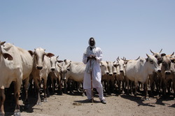 Medium_cattle herders kosti area